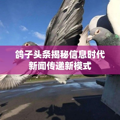 鸽子头条揭秘信息时代新闻传递新模式